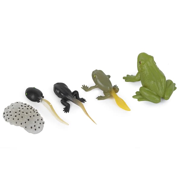 Ranidae Vækstcyklus Model Børn Miniature Simulation Dyr Tidlig Uddannelse Statue Legetøj