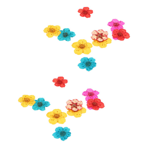 20 stk tørrede blomster blandet farve romantisk fuld form organisk blød afslappende naturlige tørrede pressede blomster til dekorationer