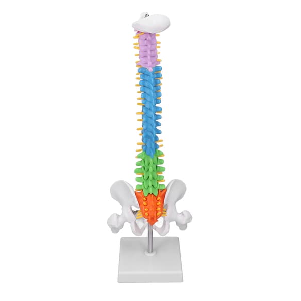 Rygsøjlemodel PVC 45 cm Farvekodet Miniature med Lårbenssæt Kit til Læring Undervisning