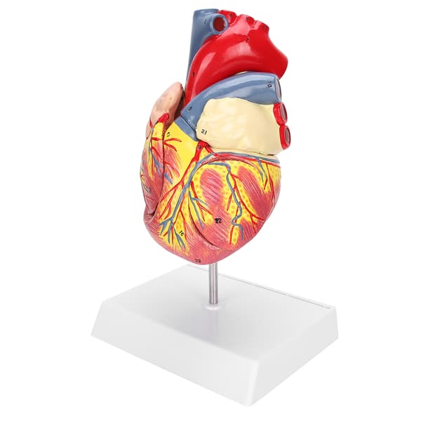 2X Livsstørrelse Hjerte Model Menneskeligt Hjerte Undervisningsmodel Simulations Hjerte Organ Model