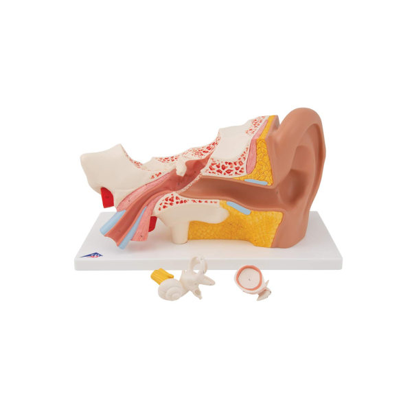 E10 øreanatomimodell, 3x forstørrelse, delt i 4 deler + gratis disseksjonsapp - 3B Smart Anatomy