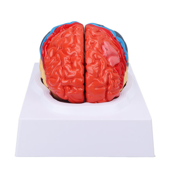 Anatomisk menneskelig hjernemodell Cerebral arteriefarge oppdelt venstre høyre hjernemontert modell for læring