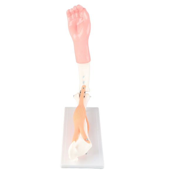 Arm Moving Model Anatomisk Albue Joint Motion Model Primary School Undervisningstilbehør
