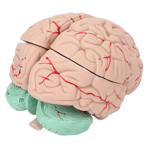Human Brain Model Professionals Läkare som undervisar hjärnanatomi modell för sjukhusskola display