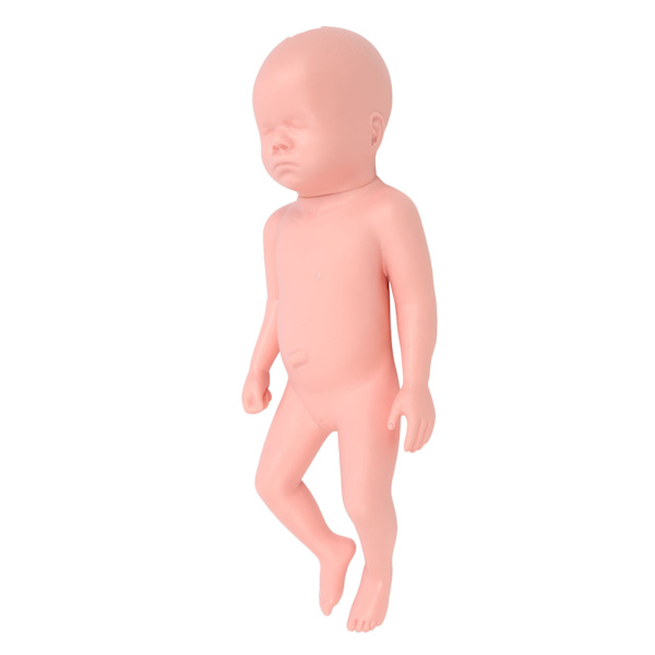 Nyfödd modell Plast Educational High Simulering Full Term Baby Simulator Modell för undervisning