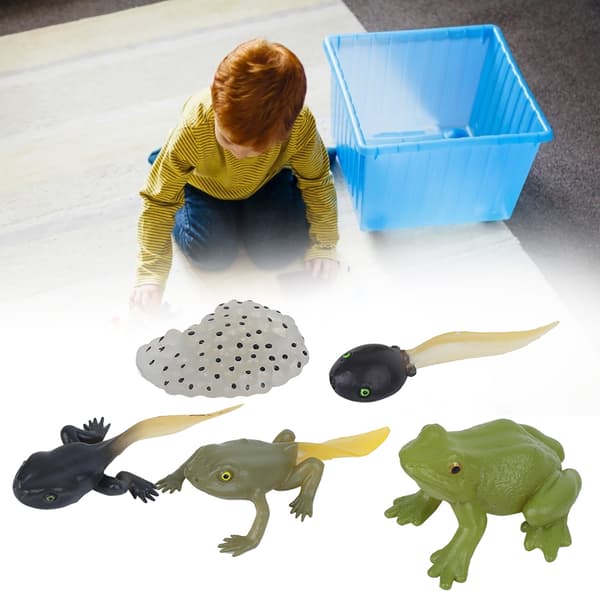 Ranidae Vækstcyklus Model Børn Miniature Simulation Dyr Tidlig Uddannelse Statue Legetøj