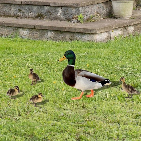 Puutarhakoriste Akryylinen Ankka Puutarhatolppa Hauska Kevätkoriste