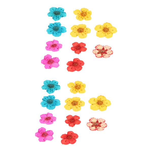 20 stk tørrede blomster blandet farve romantisk fuld form organisk blød afslappende naturlige tørrede pressede blomster til dekorationer