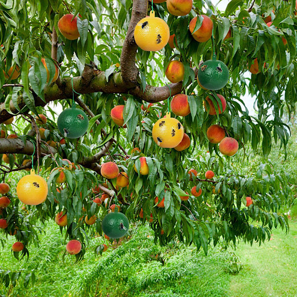10 st fruktflugefällor med klibbig gnatdödare fruktflugefällor effektiv flugfångare insektsfälla för inomhus utomhus kök