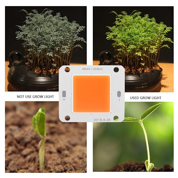 DC12V 50W COB LED -siru, täyden spektrin kasvivalaisimen valonlähde
