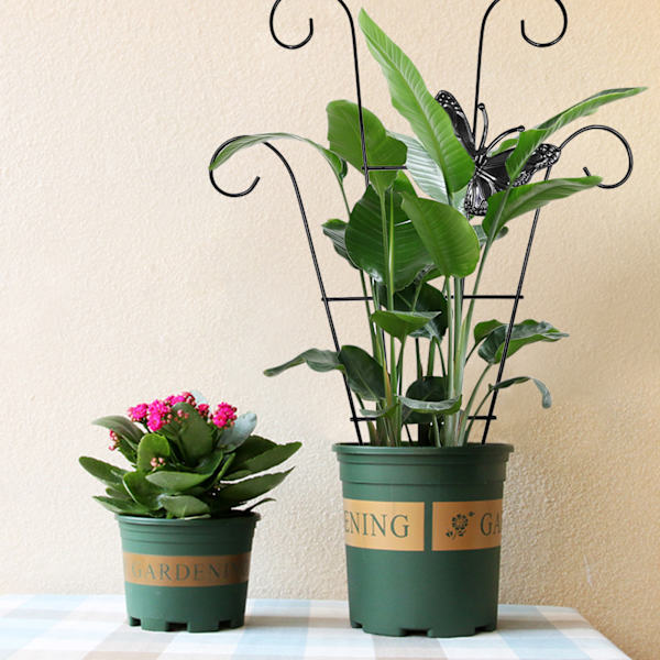 Trädgårdsspaljé i rostfritt stål för klätterväxter Vine Plant Support Spaljé för Vines C C