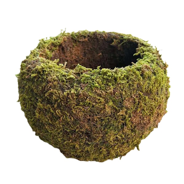 Mossboll i japansk stil Trädgårdsarbete Krukväxt Moss blomkruka A A