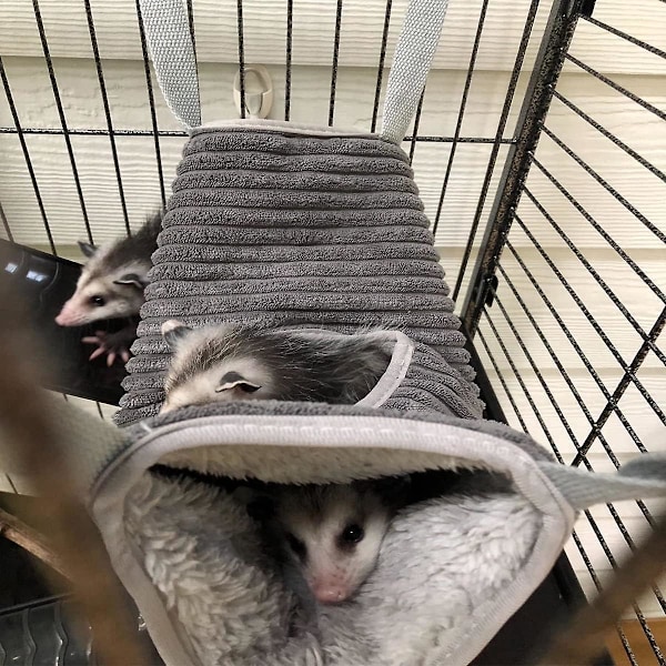 Pieni eläinriippumatto, fretin riippumatto, riippumatto ja tunnelihäkki rotalle, hamsterille, oravalle, sokerioravalle, marsulle, fretille, riippuva tunnelihäkki (
