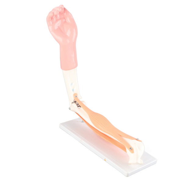 Arm Moving Model Anatomisk Albue Joint Motion Model Primary School Undervisningstilbehør
