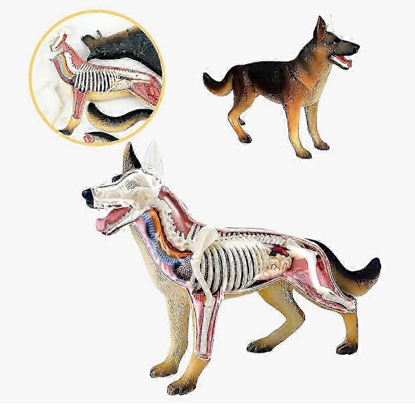 Eläimen elimistön anatomiamalli 4D Koira Älykkyys Kokoamislelu Opetus Anatomiamalli DIY Laitteet