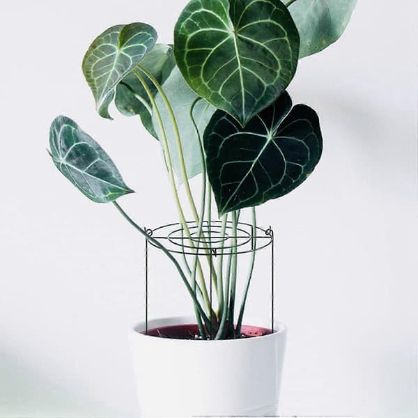 6 Sets Peony Support, Grow Through Arches with 4 Legs, Plant Support, Strong Flower Support Ring JH4 Green