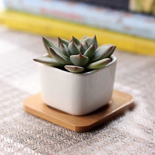 6 stk. havearbejde potteplanter, Hvid Plantepotte