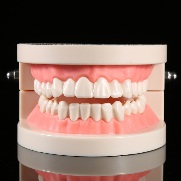 1 stk PVC Dental Teaching Study Standard Model Demonstration Lær børn at børste tænder