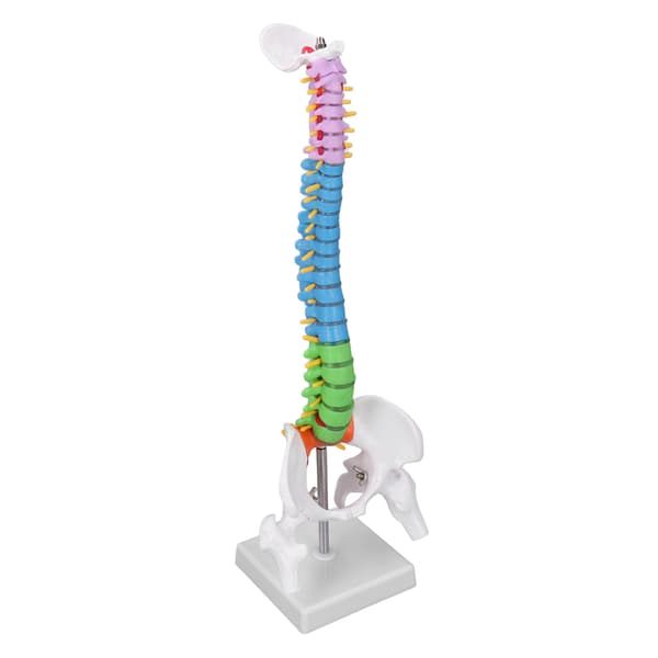 Rygsøjlemodel PVC 45 cm Farvekodet Miniature med Lårbenssæt Kit til Læring Undervisning