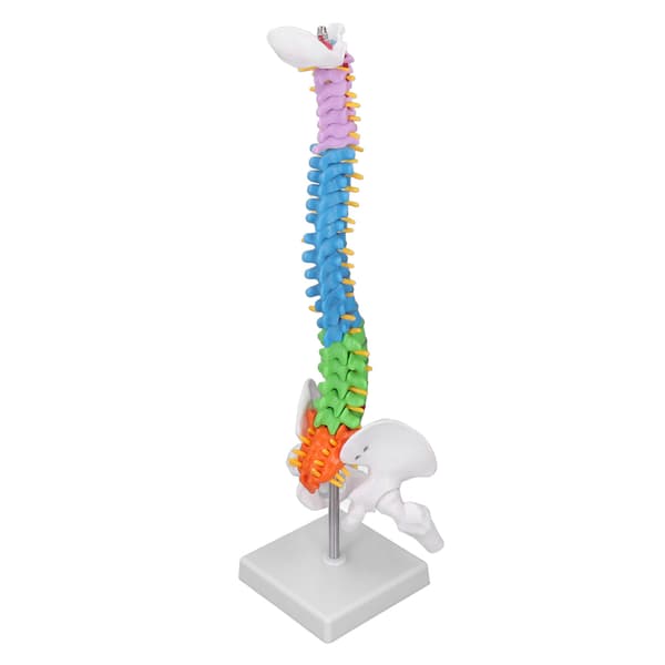 Rygsøjlemodel PVC 45 cm Farvekodet Miniature med Lårbenssæt Kit til Læring Undervisning