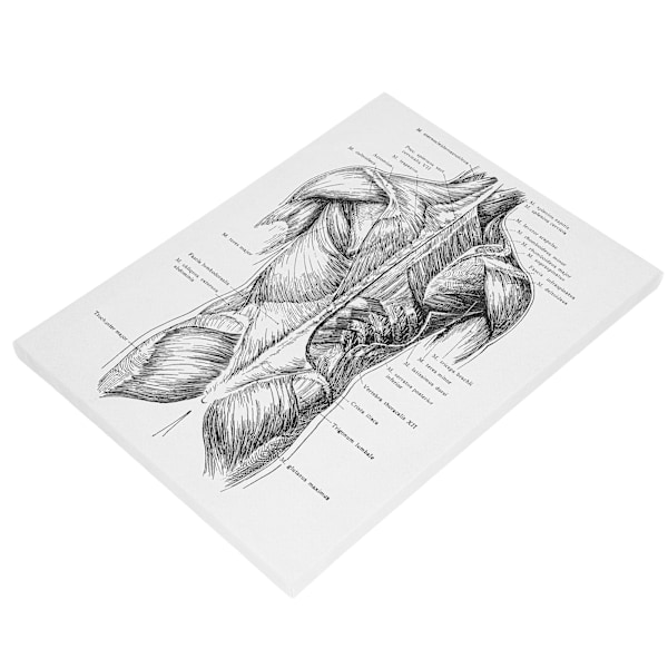 Anatomian kangas retro koristeellinen seinäelin taidemaalaus sairaalaan makuuhuoneeseen luokkahuoneeseen tyyppi C