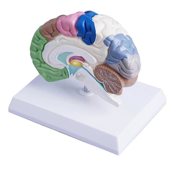 Anatomisk model af en halv menneskelig hjerne i naturlig størrelse, hjernemodel