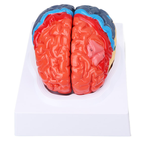 Anatomisk menneskelig hjernemodell Cerebral arteriefarge oppdelt venstre høyre hjernemontert modell for læring