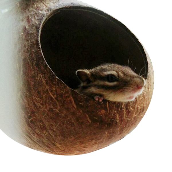 Lemmikkipapukaijan pesä luonnollinen kookospähkinän kuori talo häkki syöttölaite aaltomikot linnut hamsterilelut