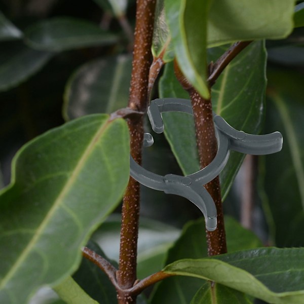 200 st robusta växtklämmor blomsterstjälkar vin stöd klämmor fixering verktyg trädgårds tillbehör 25mm