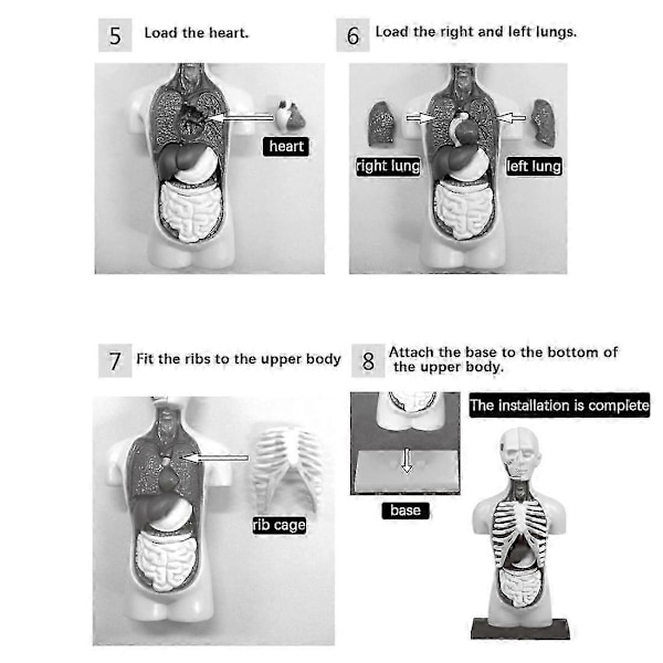 3D Avtagbar Anatomisk Människokropp Modell kompatibel med Utbildningsleksak Människokroppens Struktur Undervisning kompatibel med