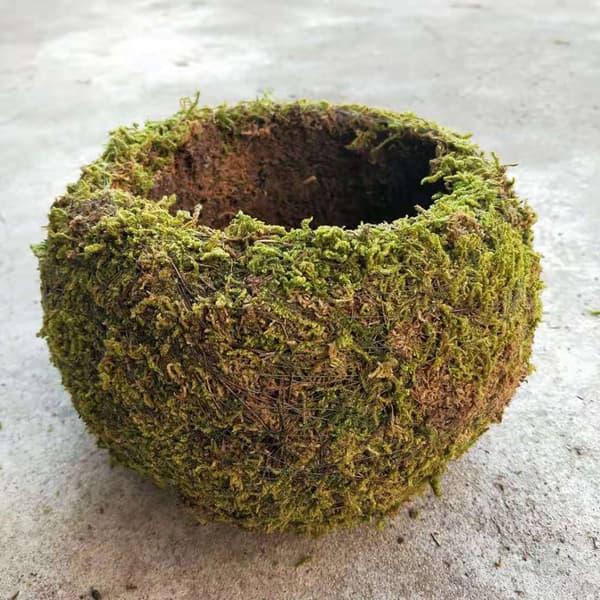 Japansk Stil Mossboll Trädgårdsarbete Krukväxt Moss Blomkruka D