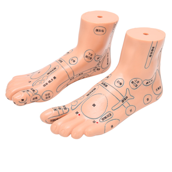2 stk 19 cm / 7,5 tommer fod akupunktsmodel Akupunktur undervisningshjælpemidler Fodmodel