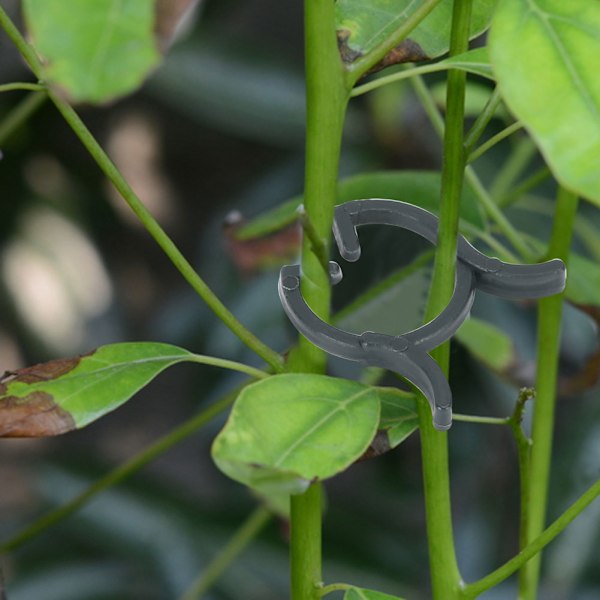 200 st robusta växtklämmor blomsterstjälkar vin stöd klämmor fixering verktyg trädgårds tillbehör 25mm