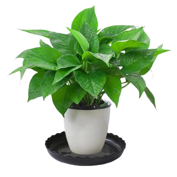 Plastik Blomsterpotte Vandbakke - 15.9x13.5x2cm (Sort, 1 Stk.) sort