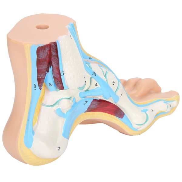 Människofotsmodell Vuxna Livsstorlek Undervisning Forskning Muskeldisplay Förklara TillbehörValvfot