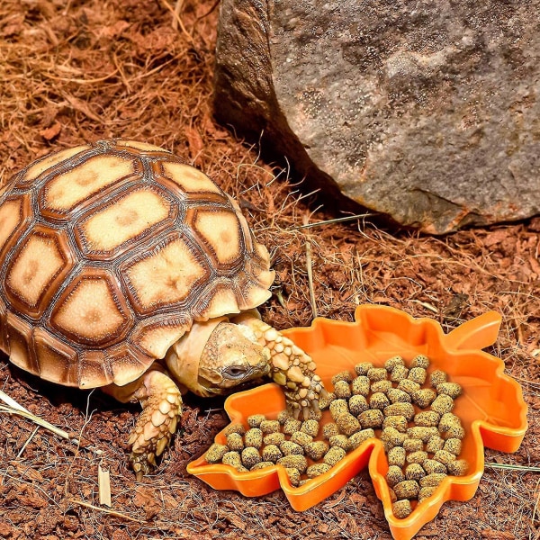 Liten grön plast reptil vatten och mat skål för ödla och gecko