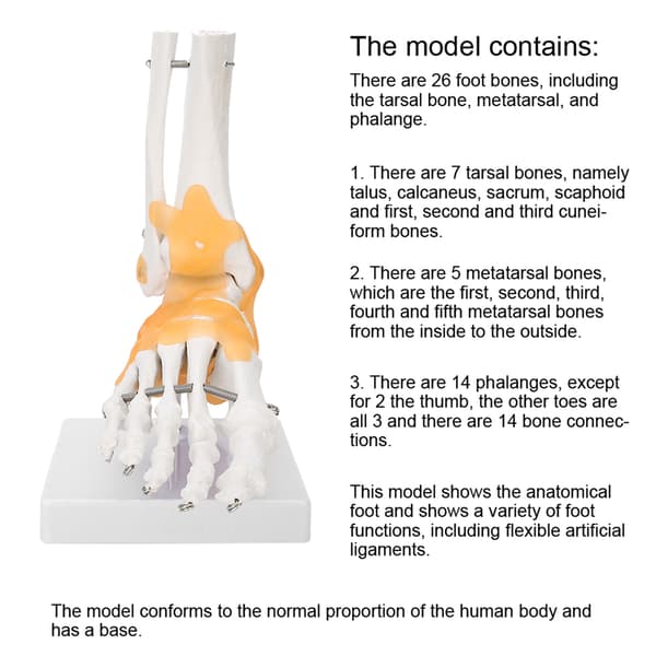 Anatomisk model af voksen menneskelig skeletfod og ankelled med ledbånd