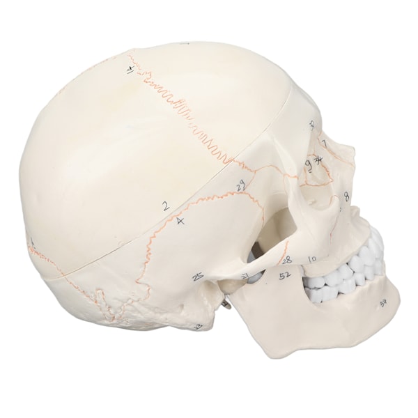 Kraniummodel i naturlig størrelse - Flerbrugsmodel af menneskeligt kranium til anatomiundervisning