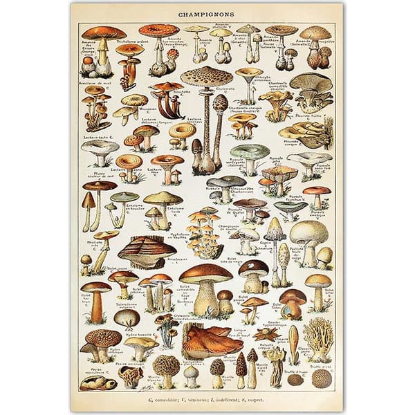 Vintage pedagogisk botanisk plakat om sopp, veggdekorasjon