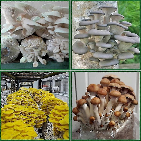 Svampodlingspåsar, 25-pack Polypropylen Svampsäck 20x12x50 cm med andningsbart filter kompatibelt med substrat