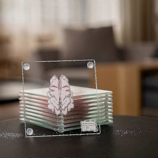 Anatomiska Hjärnunderlägg - Presenter till Medicinstudenter Hjärndekor Mänsklig Anatomi Presenter