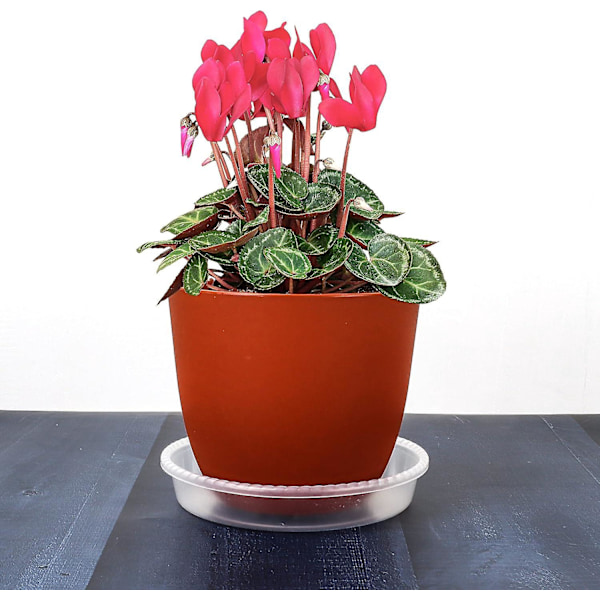 Plast Planteskåler (Sett med 18) - Transparent og Gjenbrukbar Blomsterpottefat - Innendørs og Utendørs - Under Blomsterpotter, Planter og Orkideer - Forskjellige
