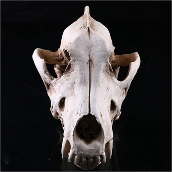 Wolf Skull Replica, Animal Skull Life Model Wolf Skull Model
