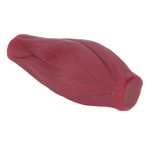 Human Body Muscle Replica Model Plastic Realistic Texture 1lb Muscle Replica Model for Nutritionist