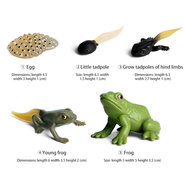Simuleringsdjurmodell Barn Mini Djur Tupp Myror Groda Sköldpadda Mygga Tillväxtcykel PVC Actionfigurer Dockleksak för Barn