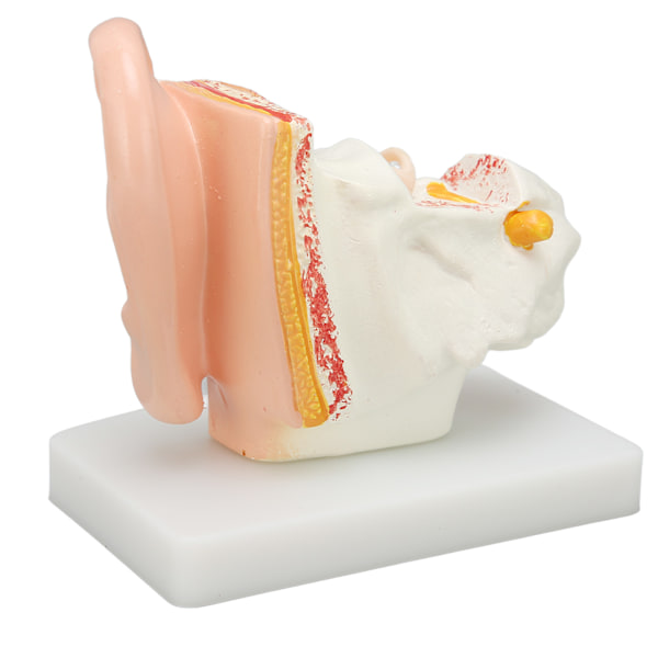 Menneskelige øre Anatomisk model Klar struktur Simulering indre øre model til uddannelse Display
