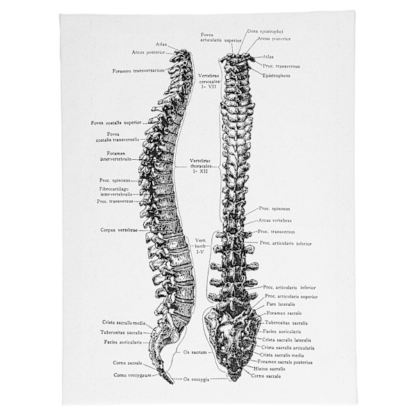 Anatomian kangas retro koristeellinen seinäelin taide maalaus sairaalaan makuuhuoneeseen luokkahuoneeseen tyyppi B