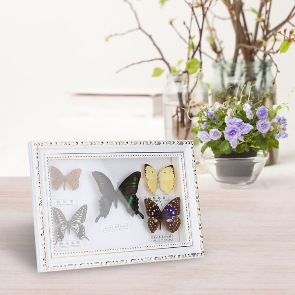 Hieno perhosten hyönteisnäyte askartelu syntymäpäivälahjaksi kodinsisustuskoriste (valkoinen kehys)