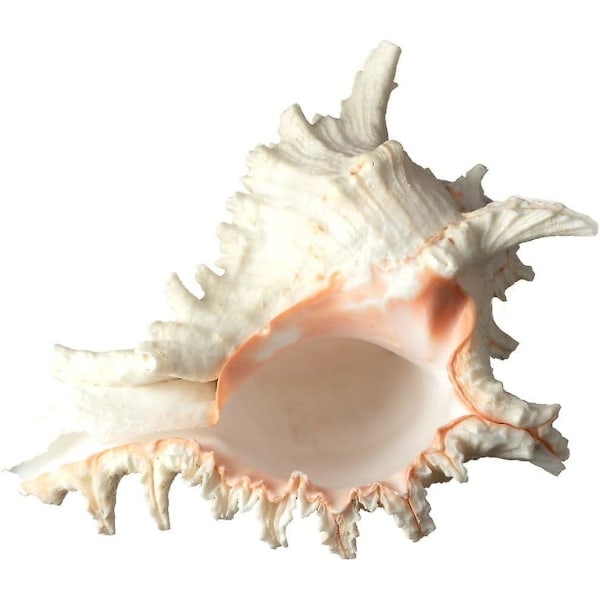 Store Naturlige Sjøskjell Jumbo Ocean Conch 7-8 Tommer Ideelt for Bryllupsdekorasjon Strandfest Hjemmedekorasjon DIY Håndverk