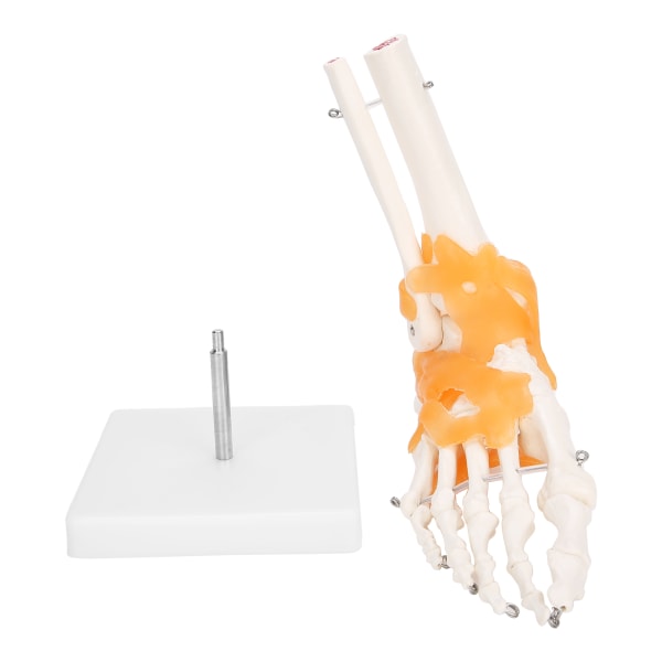 1:1 Mänsklig fot Ankel Benskelettstruktur Modell Fotledsmodell med ligament
